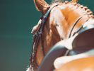 Jonge paarden opleiden, hoe doe je dat? Deel 2