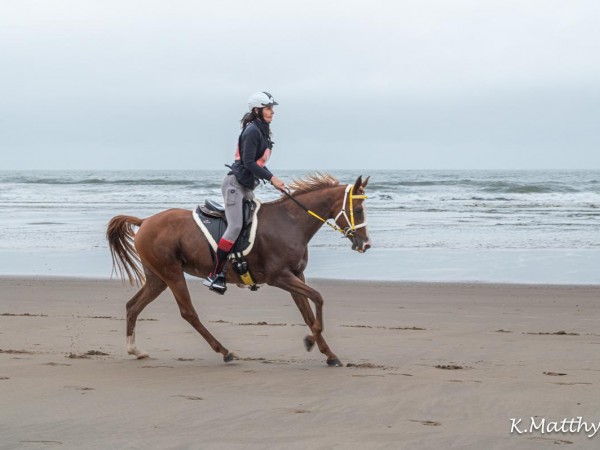 Endurance: Flanders Beach Endurance - sterke combinaties trotseren de kustwind in Bredene
