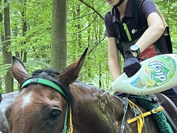 Endurance: Mooie prestaties tijdens CEI – CEN Etalle