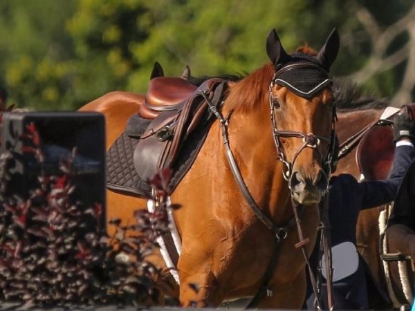 Jumping: Startschot STX Cyclus Jonge Paarden 2022