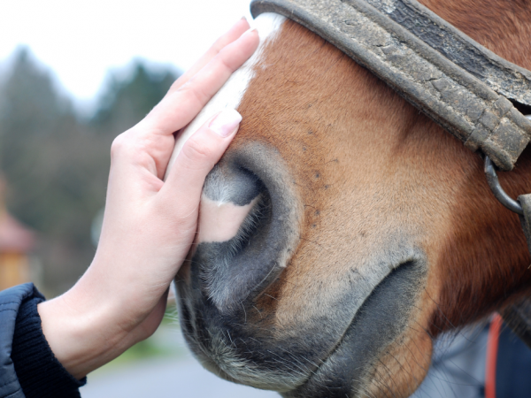 Algemeen: Rhino geval Lier