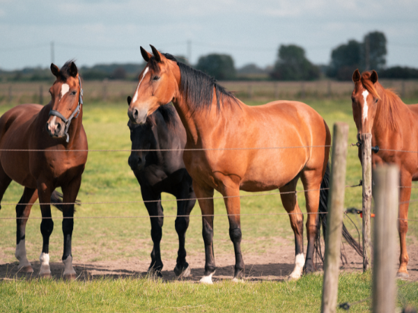 Clubs: Gewijzigde regels voor de niet-commerciële verplaatsingen binnen de Benelux van paarden zonder gezondheidscertificaat