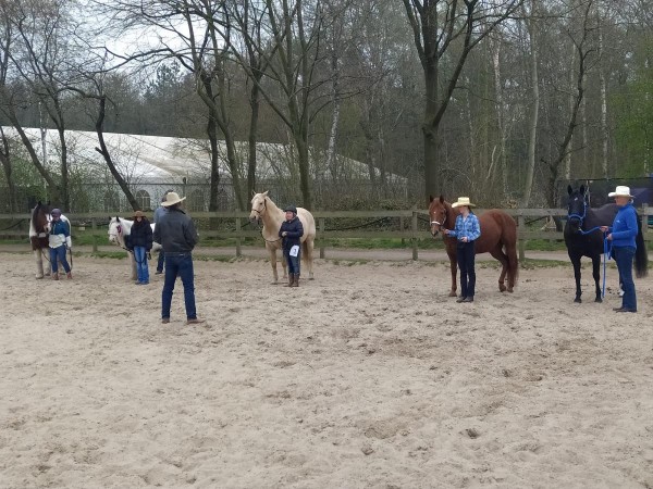 Brevetten: nieuwe cursus brevetten Amerikaanse rijkunst te Stekene