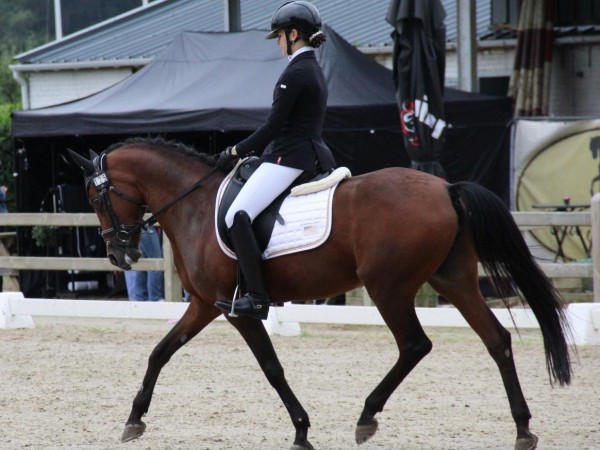 Dressuur: De Wedstrijdgerichte Trainingsdagen gaan weer van start