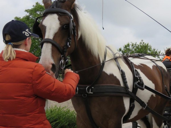 Mennen: Welke licentie moet mijn groom hebben?