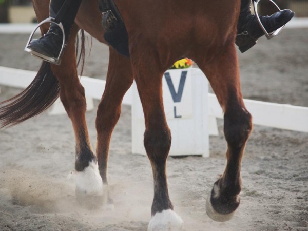 Nieuwe reglementering ponymetingen FEI