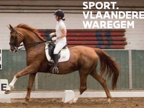 Clubs: (Para-)Dressuurstage met Alain Rauw en Anne D'Ieteren bij Sport Vlaanderen Waregem op maandag 20 februari