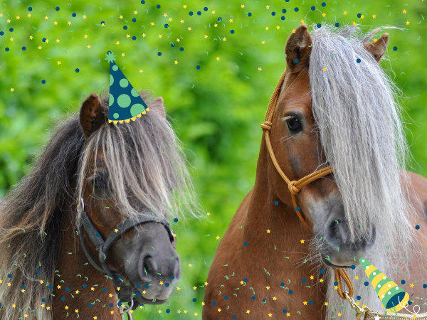 Clubs: Paardensport Vlaanderen telt ondertussen meer dan 750 clubs!