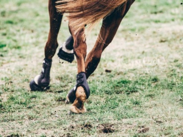 Energiesubsidies voor Paardensport Vlaanderen clubs