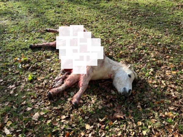 Algemeen: Opnieuw pony's verscheurd door wolven