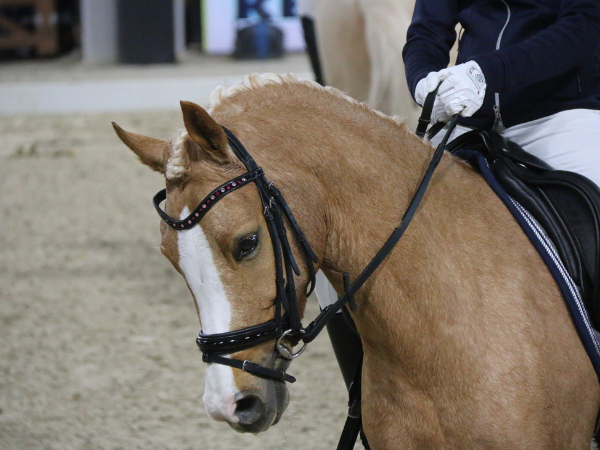 Competitie: Ponymeting in West-Vlaanderen