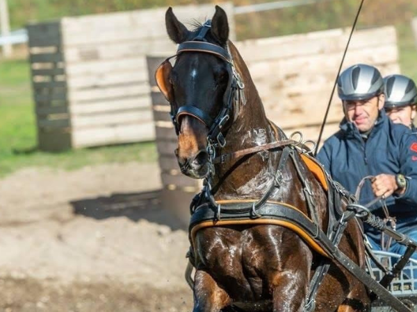 Clubs: Menvereniging Phaeton organiseert stage met Mieke Van Tergouw & Claudio Fumagalli