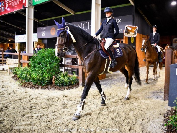 Jumping: Kalender van de 10e editie JM Indoor Masters is gekend!