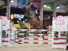 Jumping: 198 hengsten aan de start van manche 2 van Lannoo Belgian Stallion Competition powered by EuroHorse