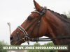 Dressuur: Belgische selectie voor het WK Jonge dressuurpaarden in Ermelo is bekend