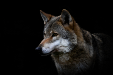 Algemeen: Europees Parlement roept op om wolven minder te beschermen